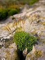 Bryophytes